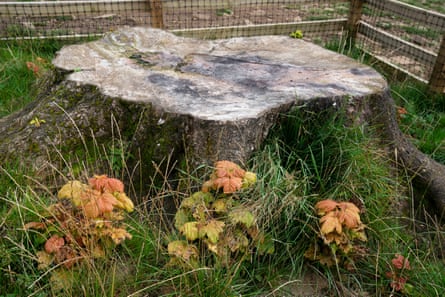 Three clumps of leaves emerging by the base of the stump.