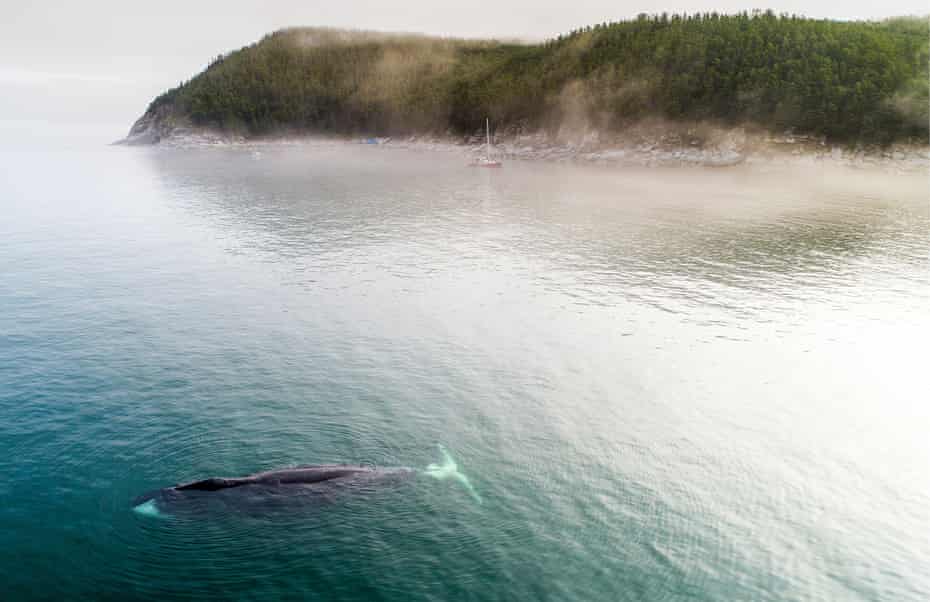 A bowhead whale in Vrangel Bay, off the Russian Pacific coast. The species were nearly hunted to extinction by the turn of the 20th century.
