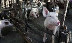 A pig looks out from its enclosure