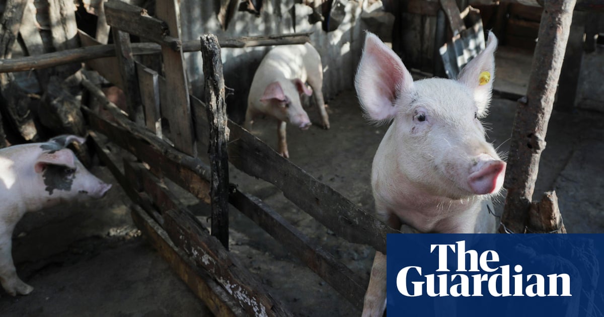 The US has a silent pig pandemic on its doorstep once again