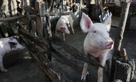 A pig looks out from its enclosure