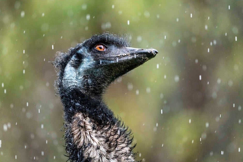 Avian eye: how to take photos of birds that stand out from the flock An emu in the Otways, Victoria, basks in the pouring rain. Photograph: Doug Gimesy