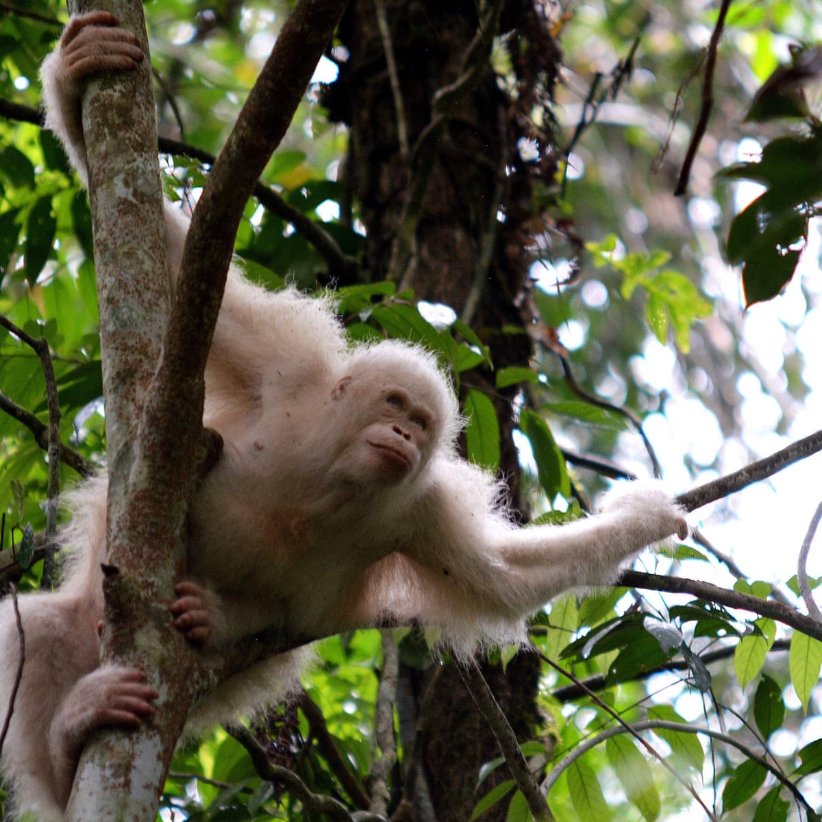 Fears over poaching threat as rare albino orangutan released into Borneo  forest | Environmental sustainability | The Guardian