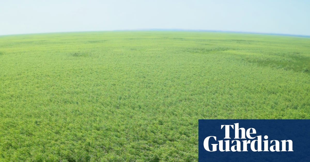 युक्रेनच्या बॉम्बच्या जलाशयात एक प्रचंड जंगल वाढली आहे – हे जीवनात परत येणे आहे की विषारी टाइमबॉम्ब? | युक्रेन युक्रेनच्या बॉम्बच्या जलाशयात एक प्रचंड जंगल वाढली आहे – हे जीवनात परत येणे आहे की विषारी टाइमबॉम्ब? | युक्रेन