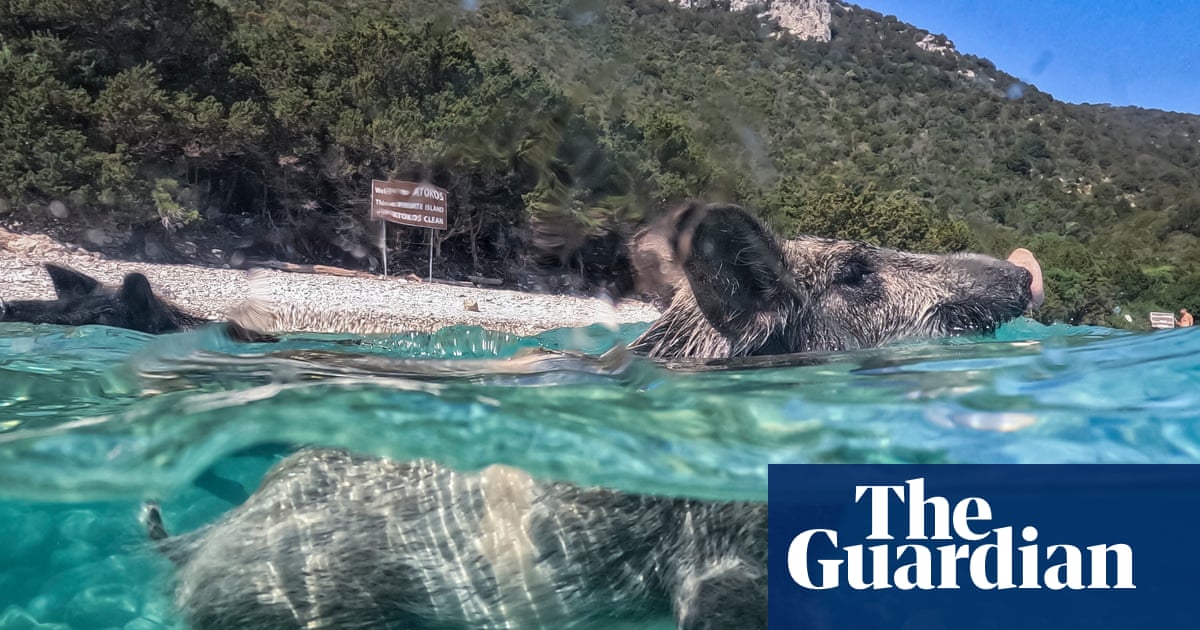 Week in wildlife: swimming pigs, circling sharks and a fox on the cricket pitch