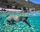 Week in wildlife: swimming pigs, circling sharks and a fox on the cricket pitch