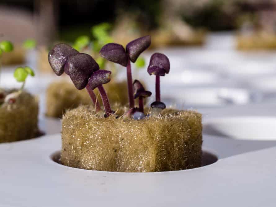 Growing herbs in a hydroponic system.