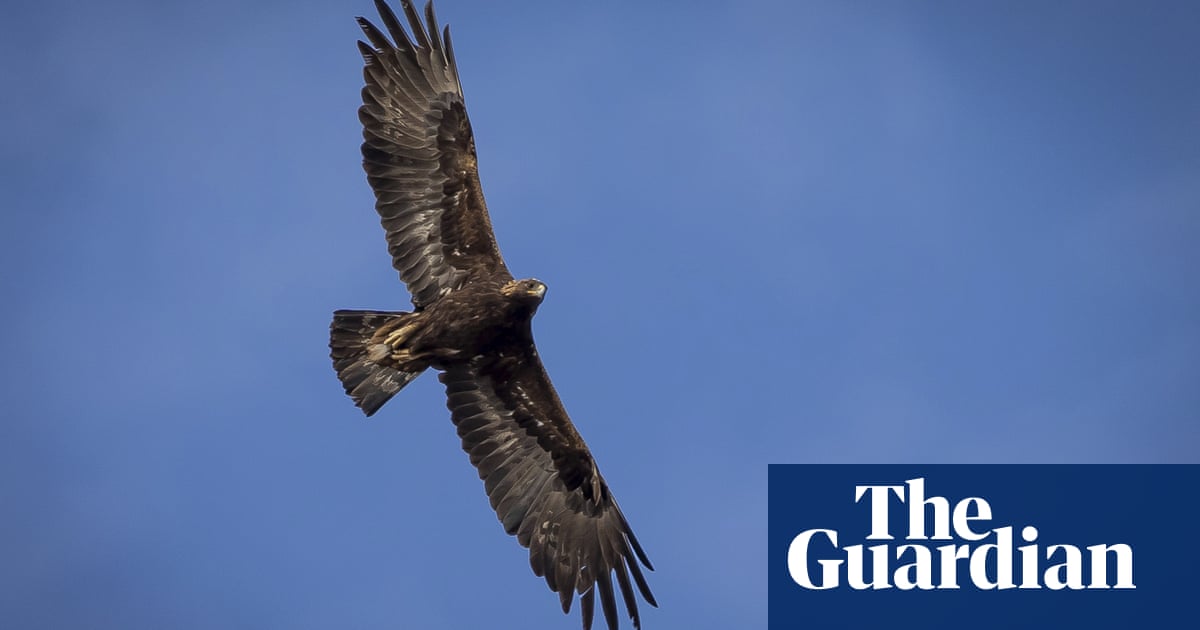 Wind energy company pleads guilty to killing at least 150 eagles