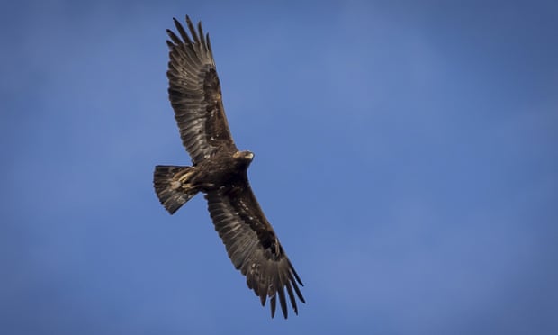 https://www.theguardian.com/environment/2022/apr/07/wind-energy-company-guilty-killing-eagles