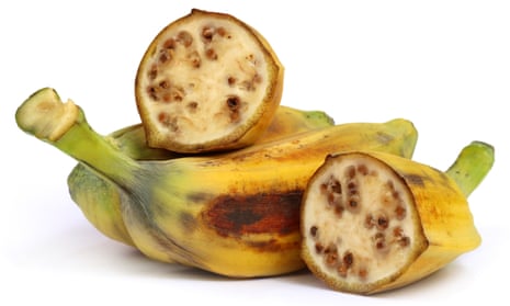 Bad banana: Musa balbisiana, a cousin of the banana, with huge, hard seeds that make it totally inedible.