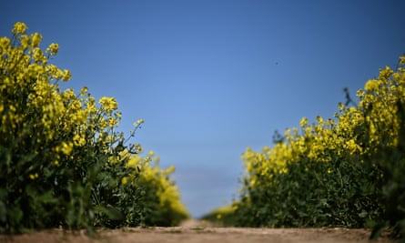 A crop of rapeseed, or oilseed rape plants, growing near Dover, England.