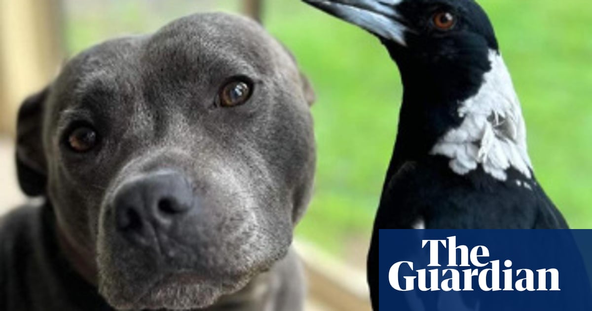 Molly the magpie set to be reunited with carers ‘very soon’ after Queensland premier intervenes | Queensland