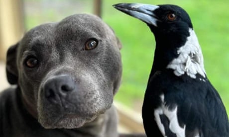 Molly the magpie set to be reunited with carers ‘very soon’, Queensland premier says