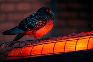 A pigeon perched on a red factory bulb during city wintertime, London.