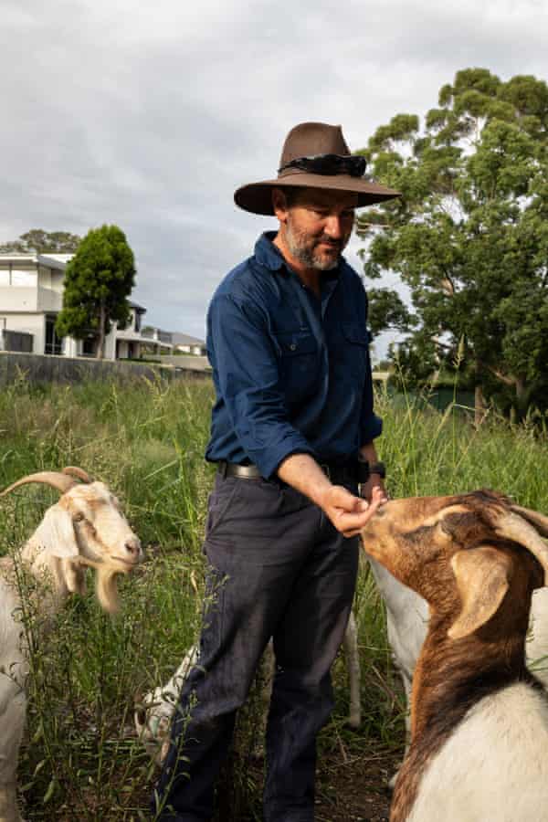 Michael Blewitt with some of his goats at Strathfield girls high school