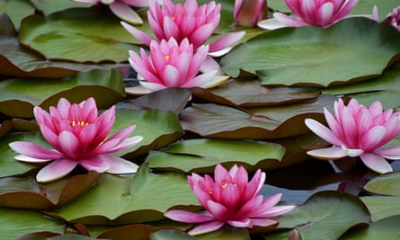 Pink water lilies among green leaves in a pond