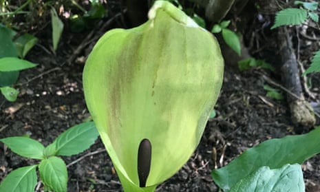 Spring visitor: woodland Arum maculatum, also known as lords-and-ladies.