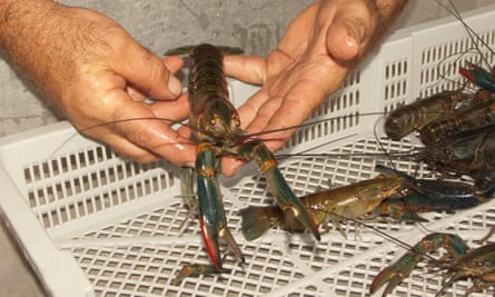 Large red claw freshwater crayfish, Cherax quadricarinatus, in man's hands after being harvested at Australian aquaculture farm