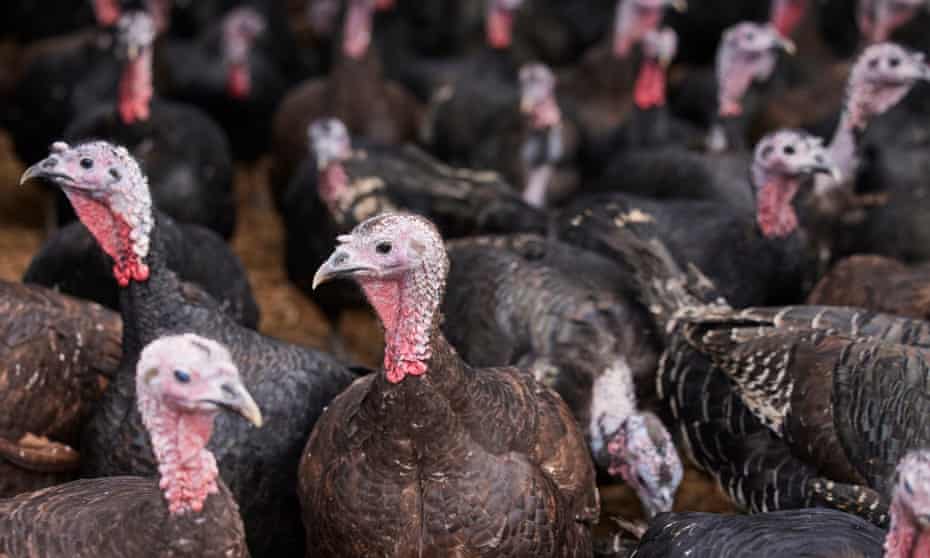 Ive Never Known It Like This The Uks Struggle To Get The Christmas Turkey To The Table Supply Chain Crisis The Guardian Ive Never Known It Like This The Uks Struggle To Get The Christmas Turkey To The Table Supply Chain Crisis The Guardian