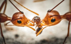One of the winners of the 2020 Luminar bug photographer of the year: Tug of War by Reynante Martinez