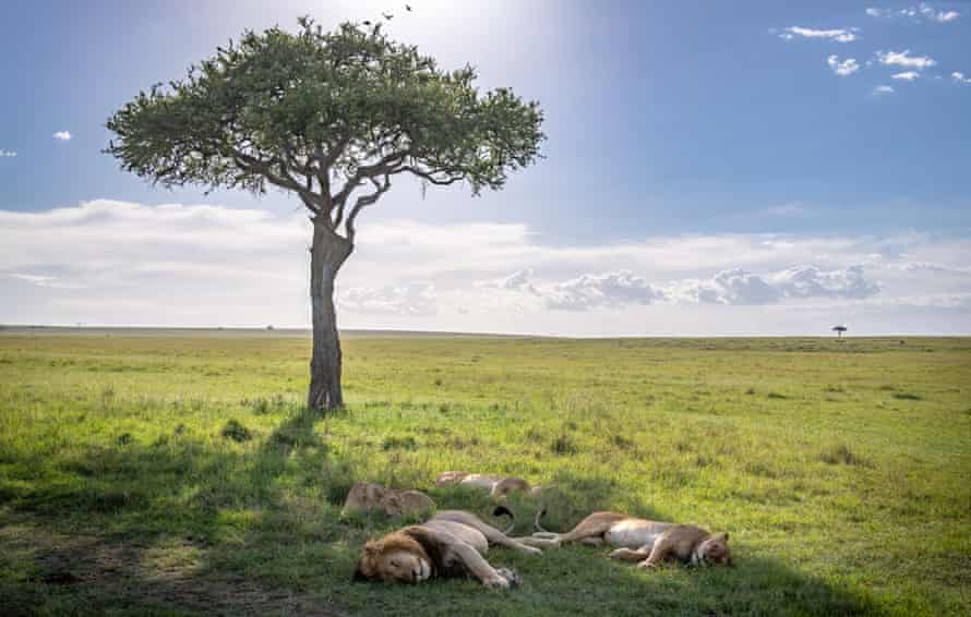 Lions laying down in Maasai Mara National Park, Kenya, where the race takes place.