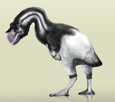 Artist impression of Dromornis stirtoni, a species of Dromornithidae which stood up to 3 metres tall.