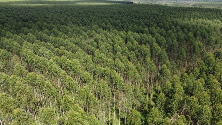 Aerial shot of an expanse of trees in neat rows