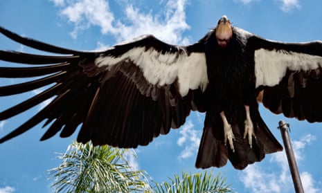 A California condor takes to flight at the Los Angeles Zoo on 2 May 2023. 