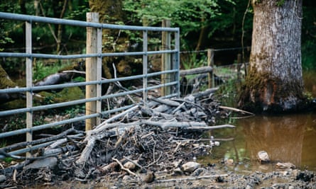 Beaver damning in a rewilded part of Derek Gow’s farm in Devon.