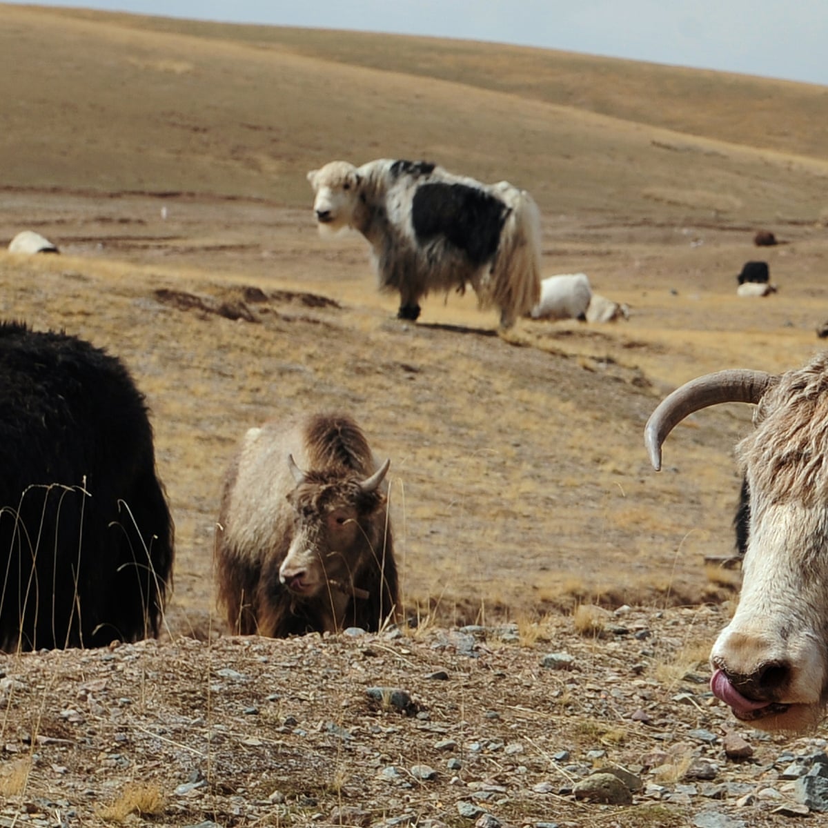Yak politics: Tibetans' vegetarian dilemma amid China meat boom | China |  The Guardian