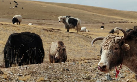 Yaks and sheep graze on grasslands in the Tibetan autonomous prefecture of Hainan.