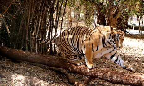 A royal Bengal tiger at the Van Vihar national park in Bhopal, India. Tigers are not permitted as pets within Houston city limits unless owned by a handler licensed to keep exotic animals.