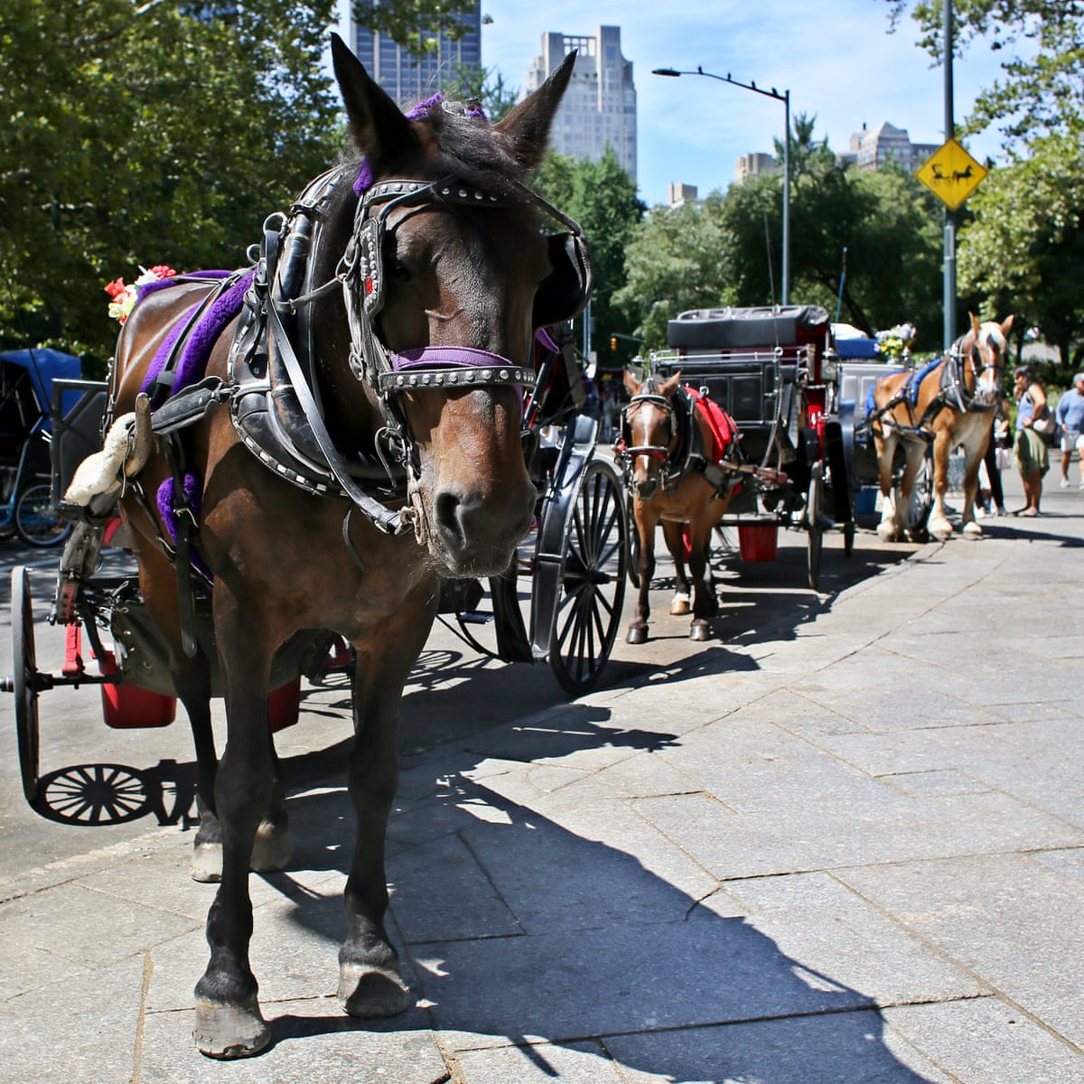 New York City moves to ban horse-drawn carriages