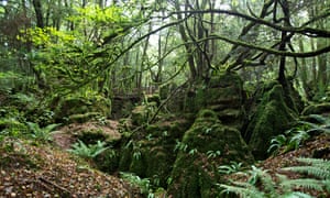 A woodland shot of trees, foliage and, in the distance, a wooden bridge, at Puzzlewood, Forest of Dean.