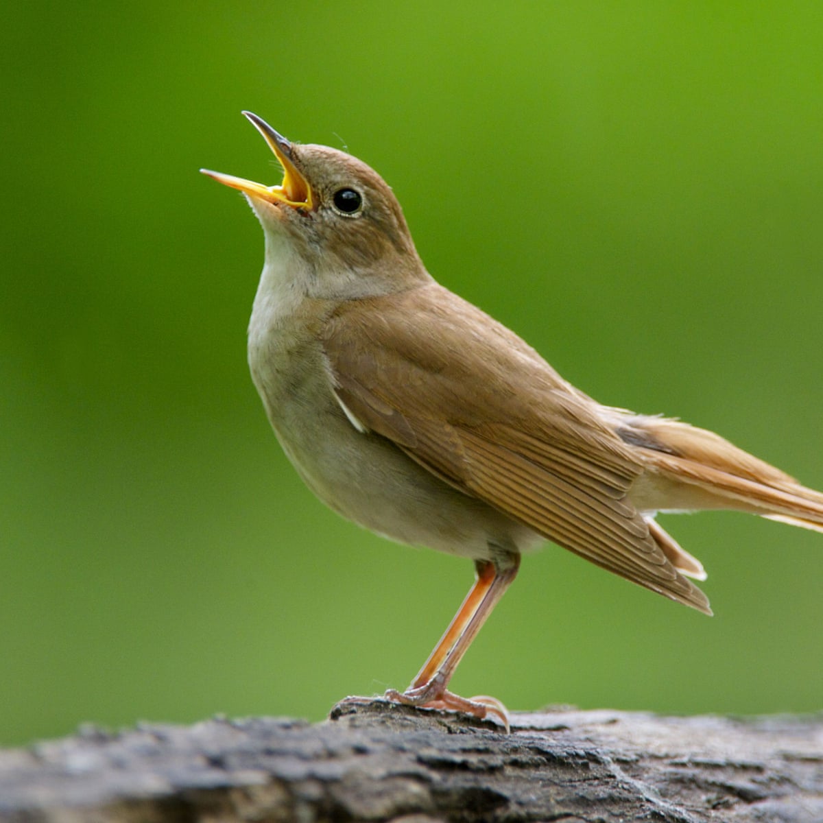 Nightingales at risk due to shorter wings caused by climate crisis ...