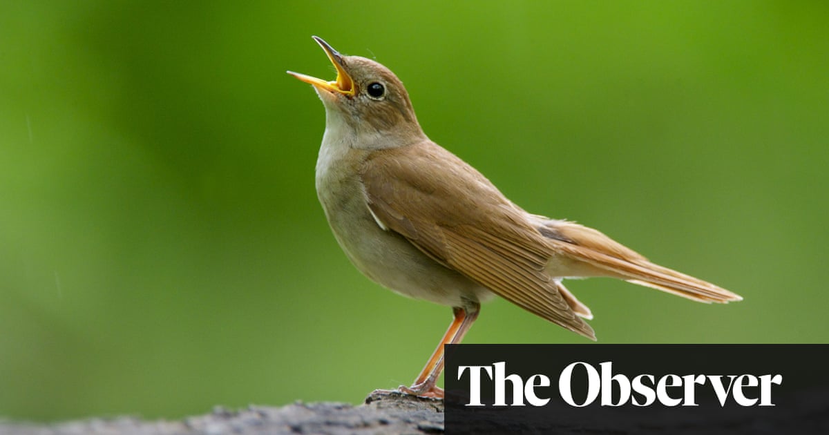 Natural High Why Birdsong Is The Best Antidote To Our Stressful