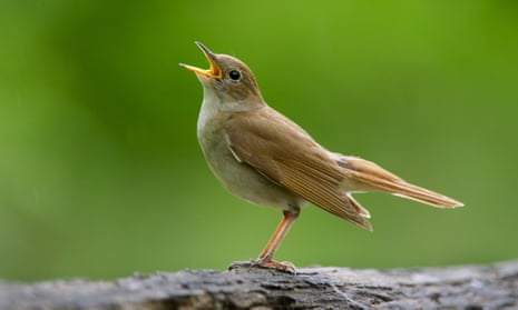 a nightingale singing