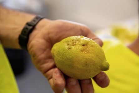 A man’s hand holding a lemon.