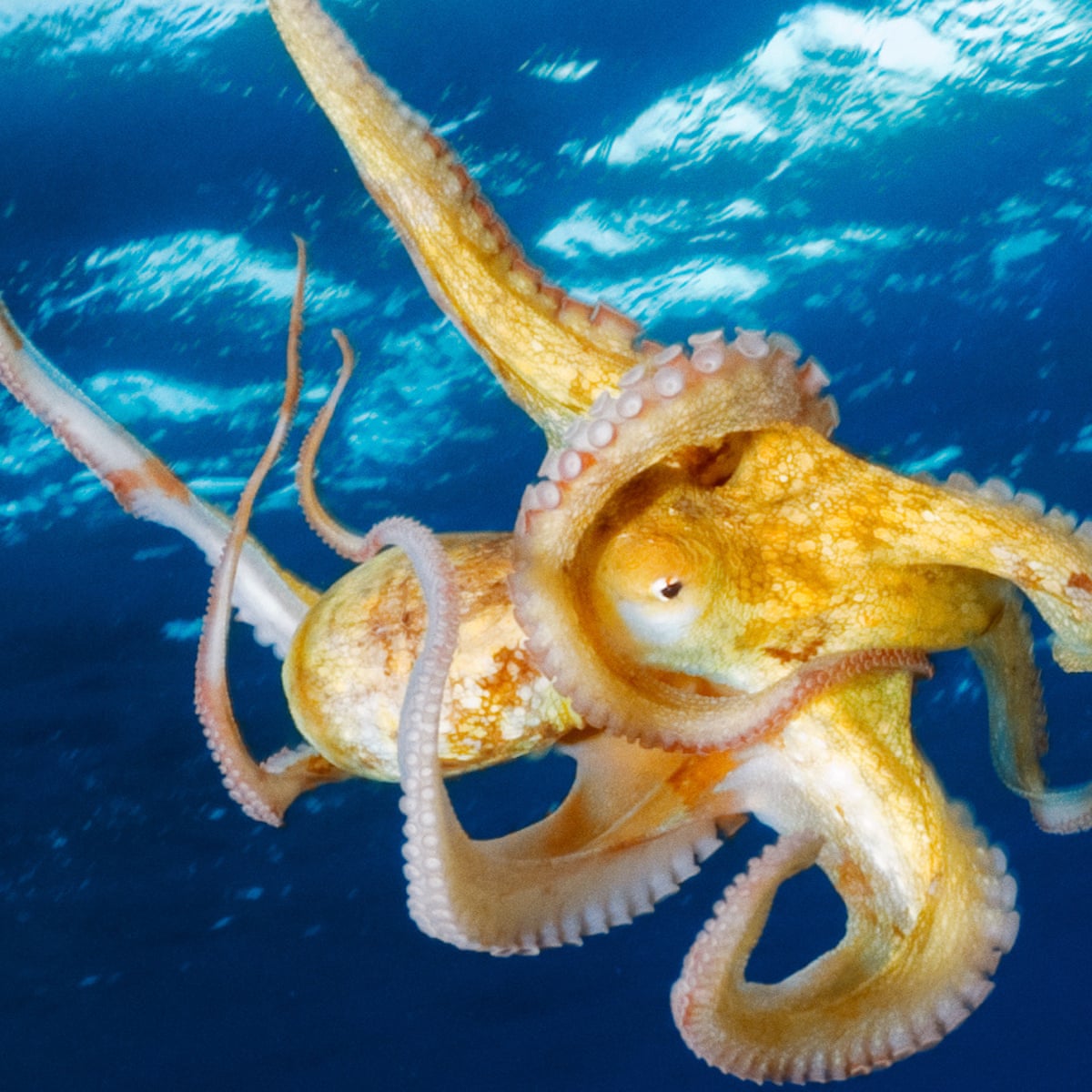 The Mountain in the Sea by Ray Nayler – how to speak octopus ...
