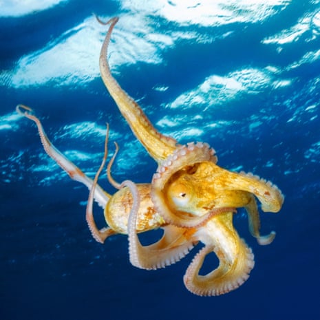 ‘In the octopus we see opportunism, exploration, creativity…’