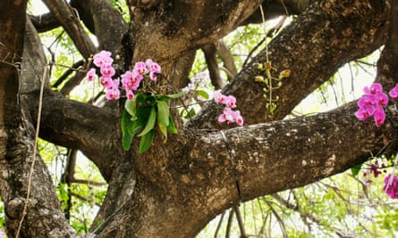 Epiphytic orchids cling to trees.