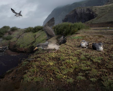 A large seabird spreads its wings while landing near other birds on a grassy cliff, Corvo Island