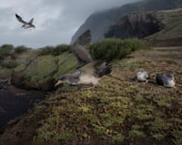 A large seabird spreads its wings landing near two chicks on Corvo Island's grassy clifftop