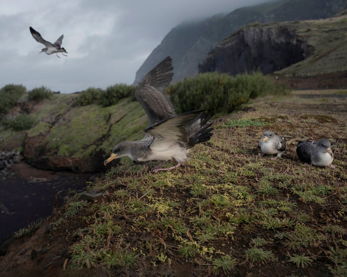 Lights out: the island that goes dark to save young seabirds – in pictures
