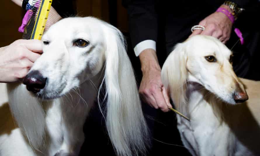 Salukis wait to compete at a dog show in New York.