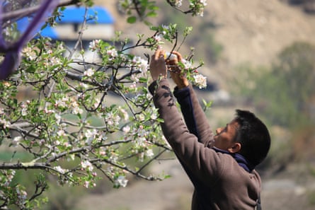 A man reaches up to blossoms on a tree.