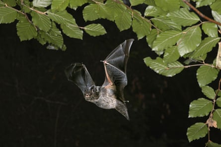 A barbastelle bat in flight