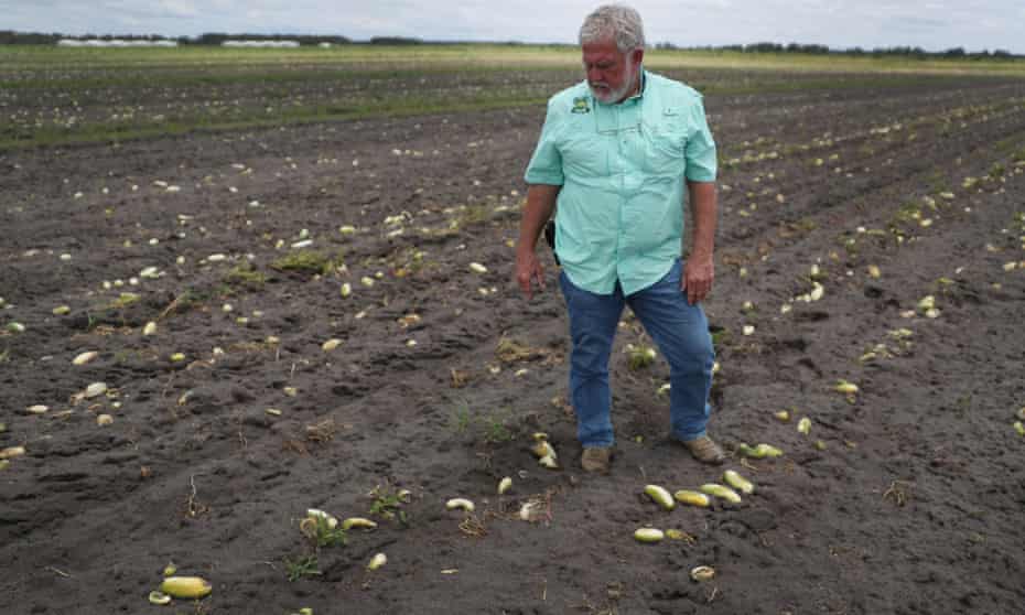 Hank Scott, president of Long &amp; Scott Farms in Florida, stands in a field of rotting cucumbers that he was unable to havest due to lack of demand. 