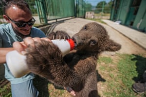 A veterinarian bottle feeds  brown bear cub