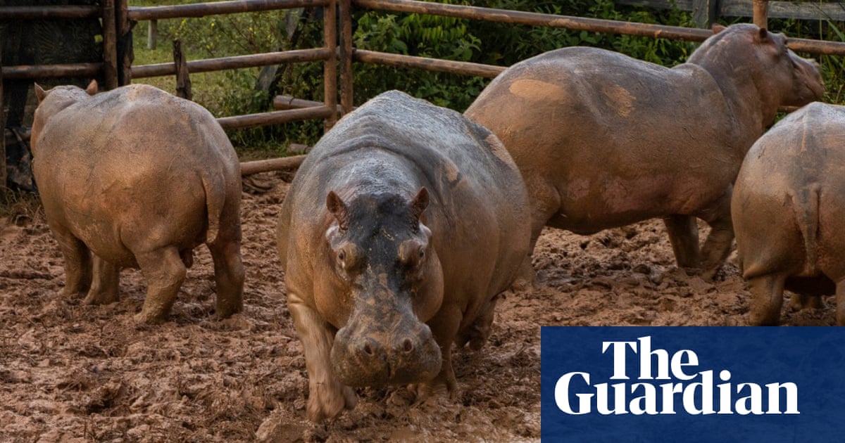 A herd of ‘cocaine hippos’ from Pablo Escobar’s private zoo are being sterilized